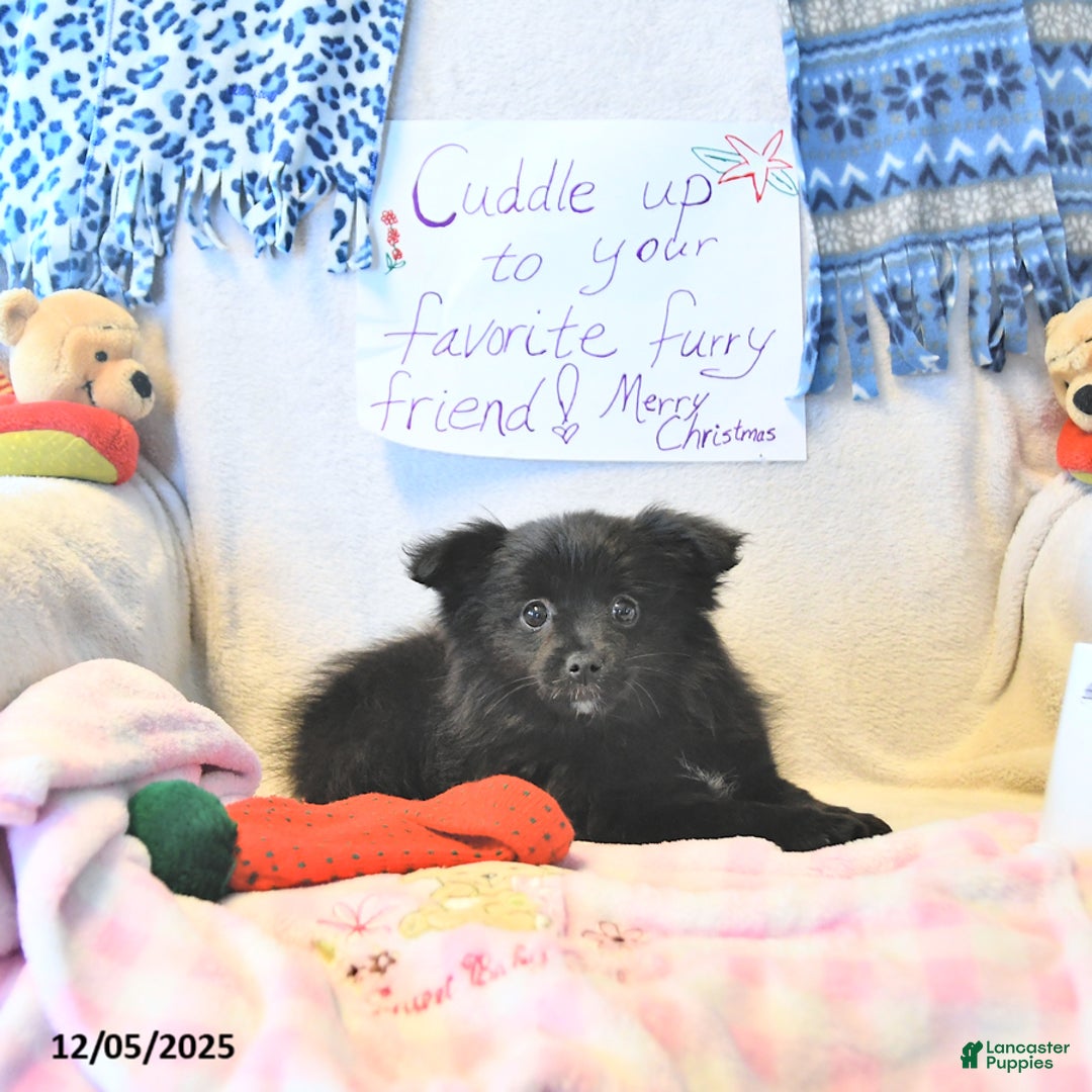 Mixed Breed dogs for sale: Daisy - Ad 3