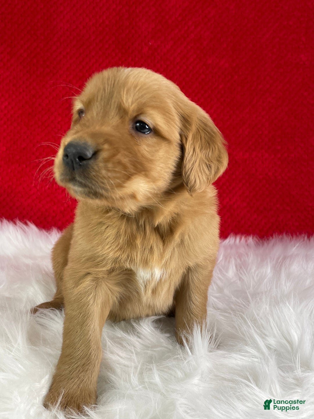 Golden Retriever dogs for sale: Donner - Ad 4