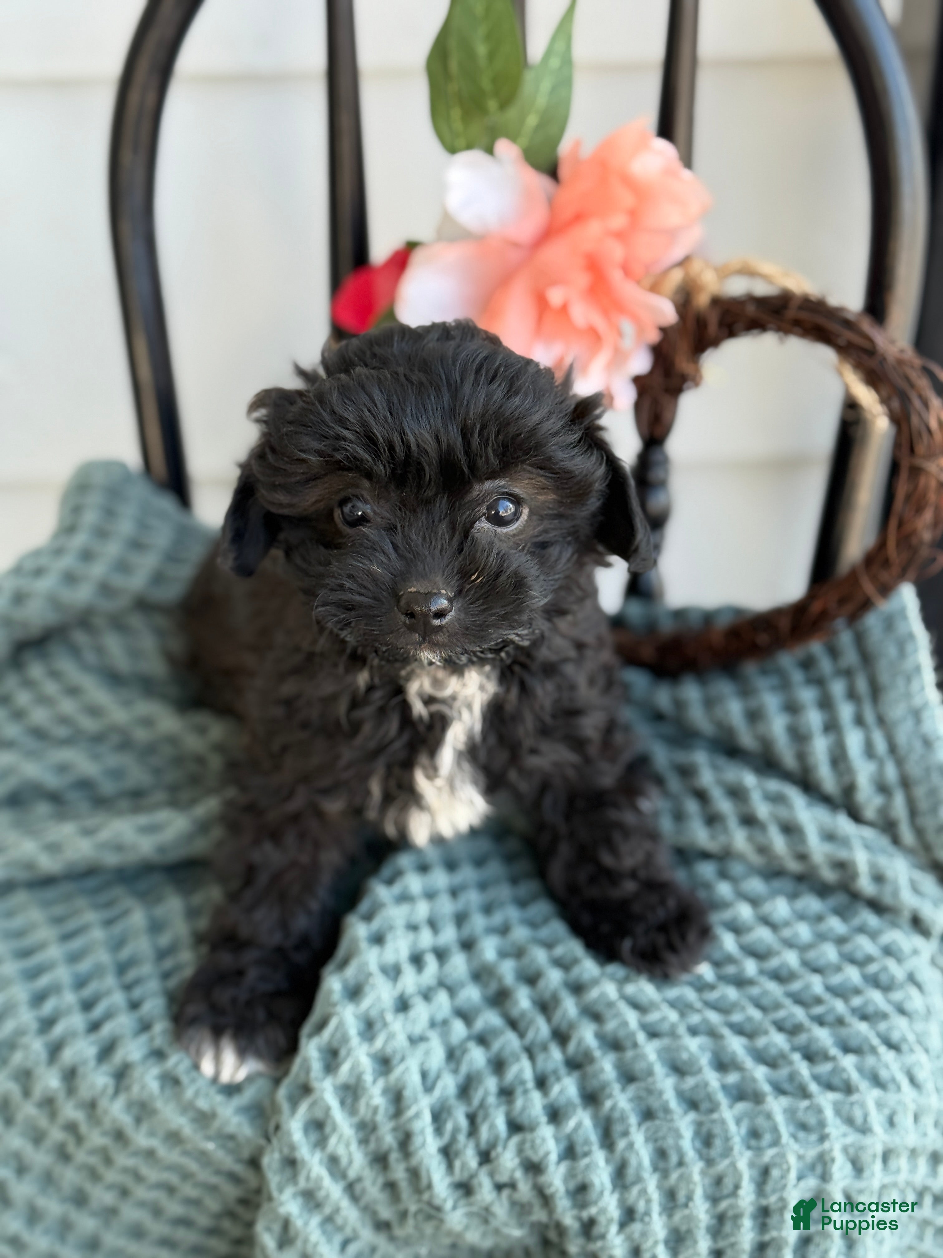 Shihpoo dogs Greta - Ad 22