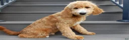 Mini Goldendoodle dogs for sale: Douglas - Ad 3