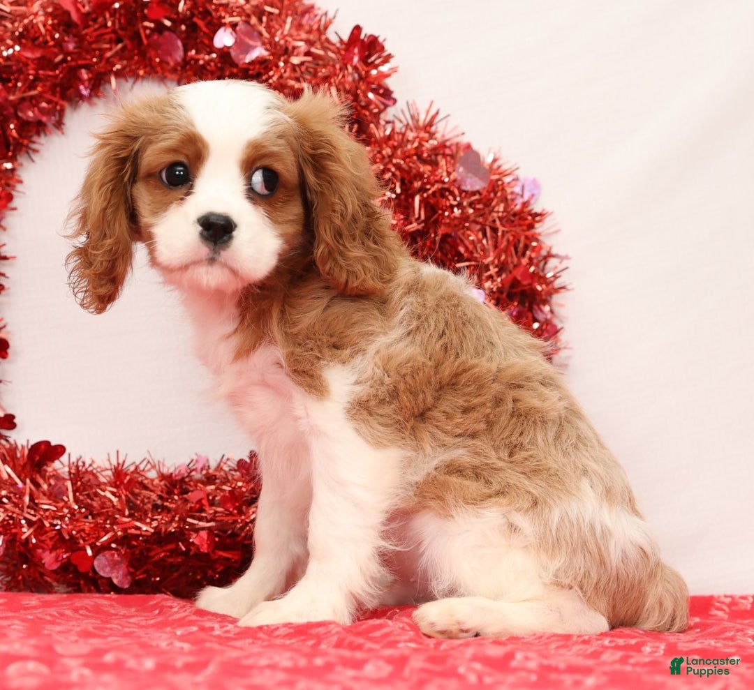Cavalier King Charles Spaniel dogs for sale: Logan - Ad 5