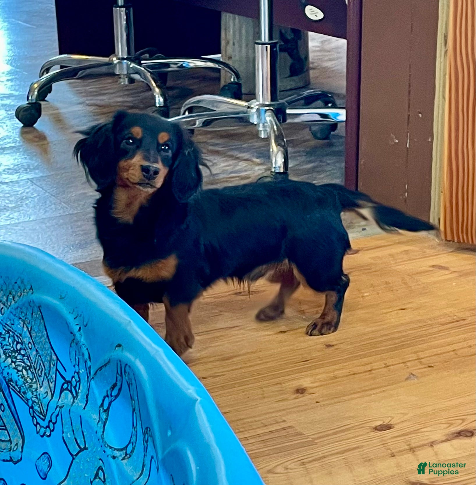 Miniature Dachshund dogs Miniature Dachshund Puppy 2 - Ad 8