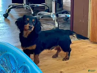 Miniature Dachshund dogs Miniature Dachshund Puppy 2 - Ad 8