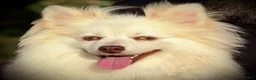 Pomsky dogs for sale: Andy - Ad 4