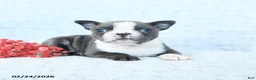 Boston Terrier dogs for sale: Lily - Ad 4
