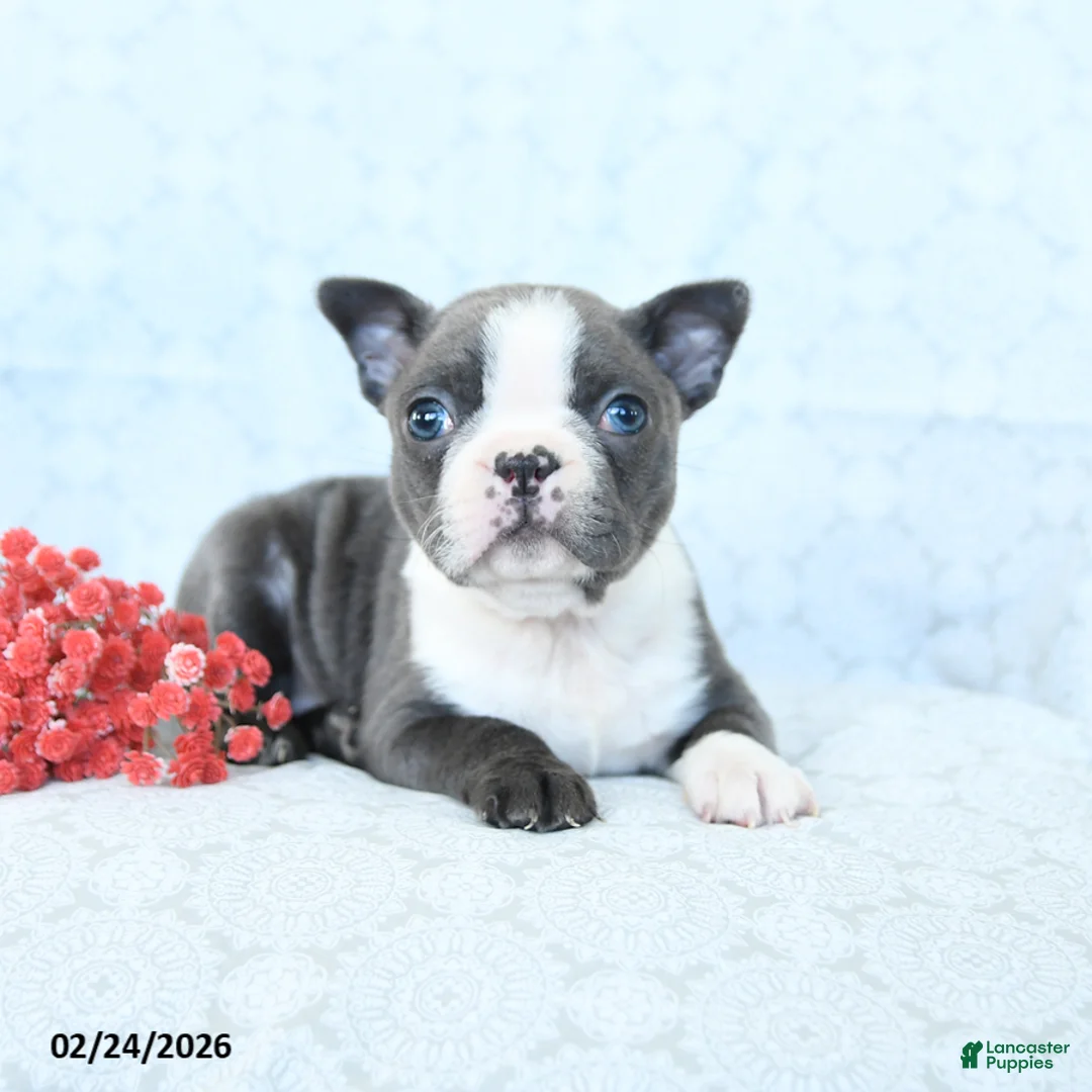 Boston Terrier dogs for sale: Lily - Ad 4