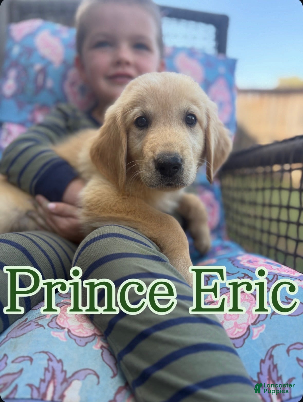 Golden Retriever dogs Prince Eric - Ad 15
