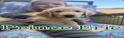 Golden Retriever dogs for sale: Prince Eric - Ad 1