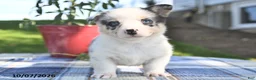 Welsh Corgi Pembroke dogs for sale: Caramel - Ad 2