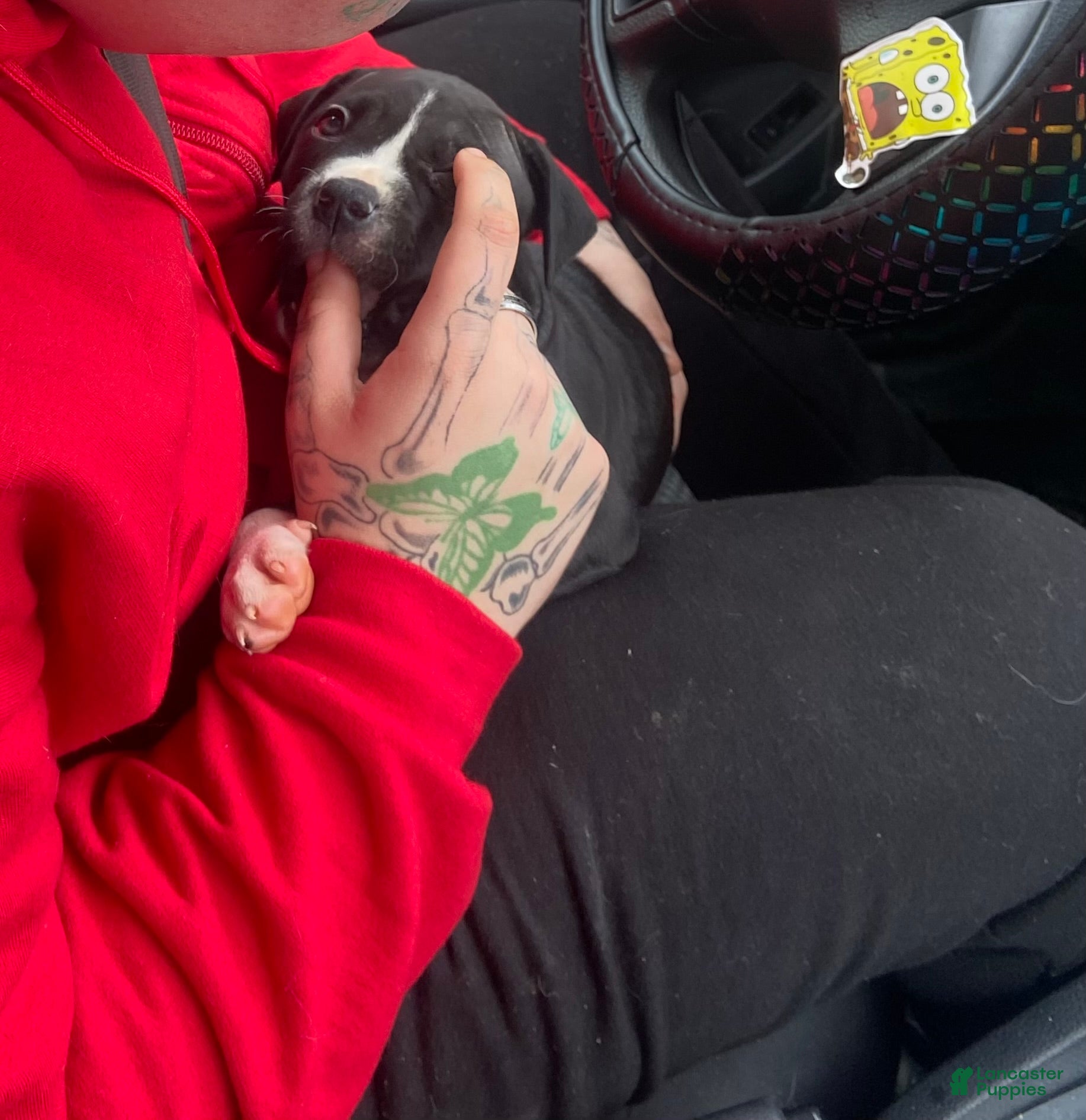 Mixed Breed dogs Mixed Breed Puppy 4 - Ad 5