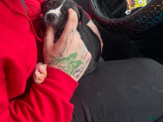 Mixed Breed dogs Mixed Breed Puppy 4 - Ad 5