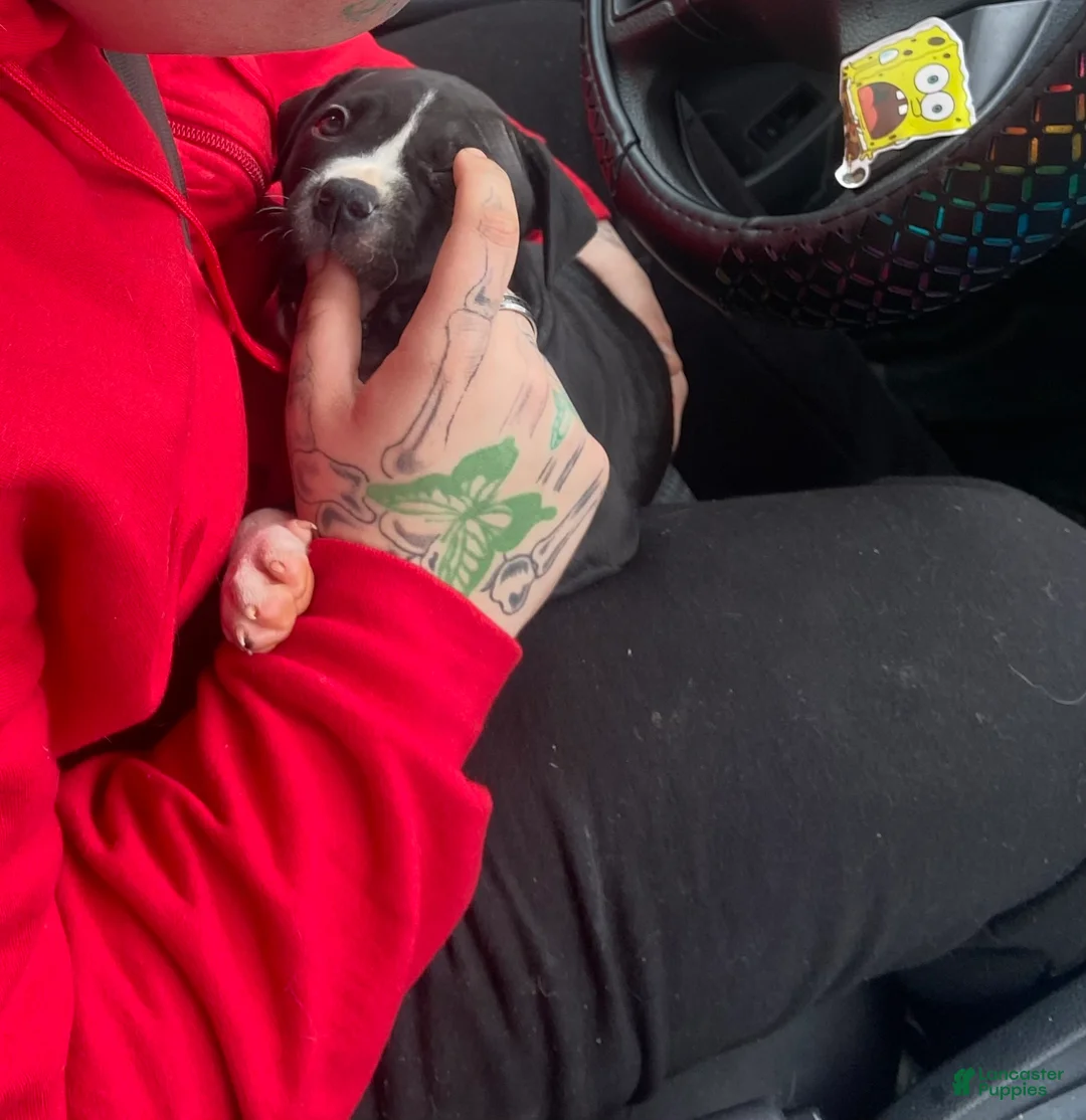 Mixed Breed dogs for sale: Mixed Breed Puppy 4 - Ad 1