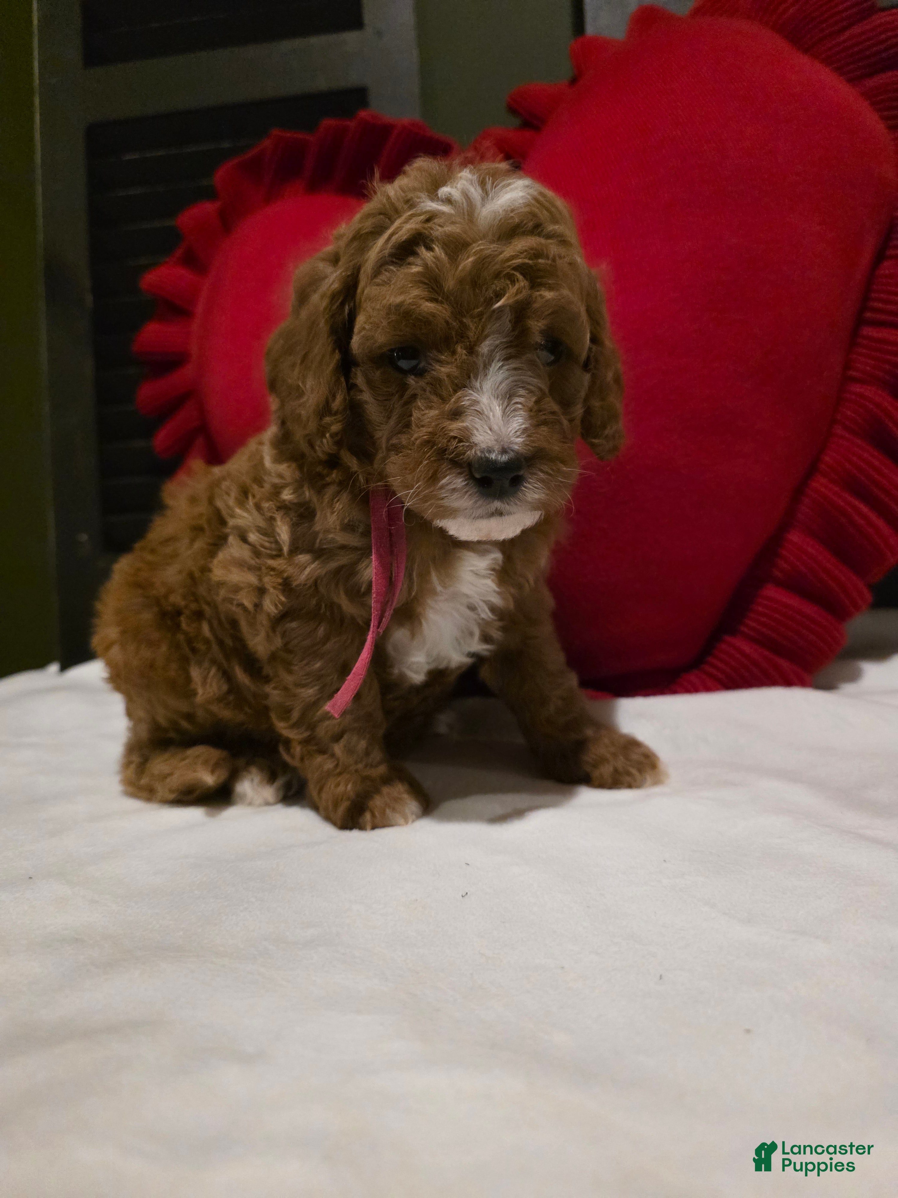 Mini Bernedoodle dogs Colby  - Ad 1