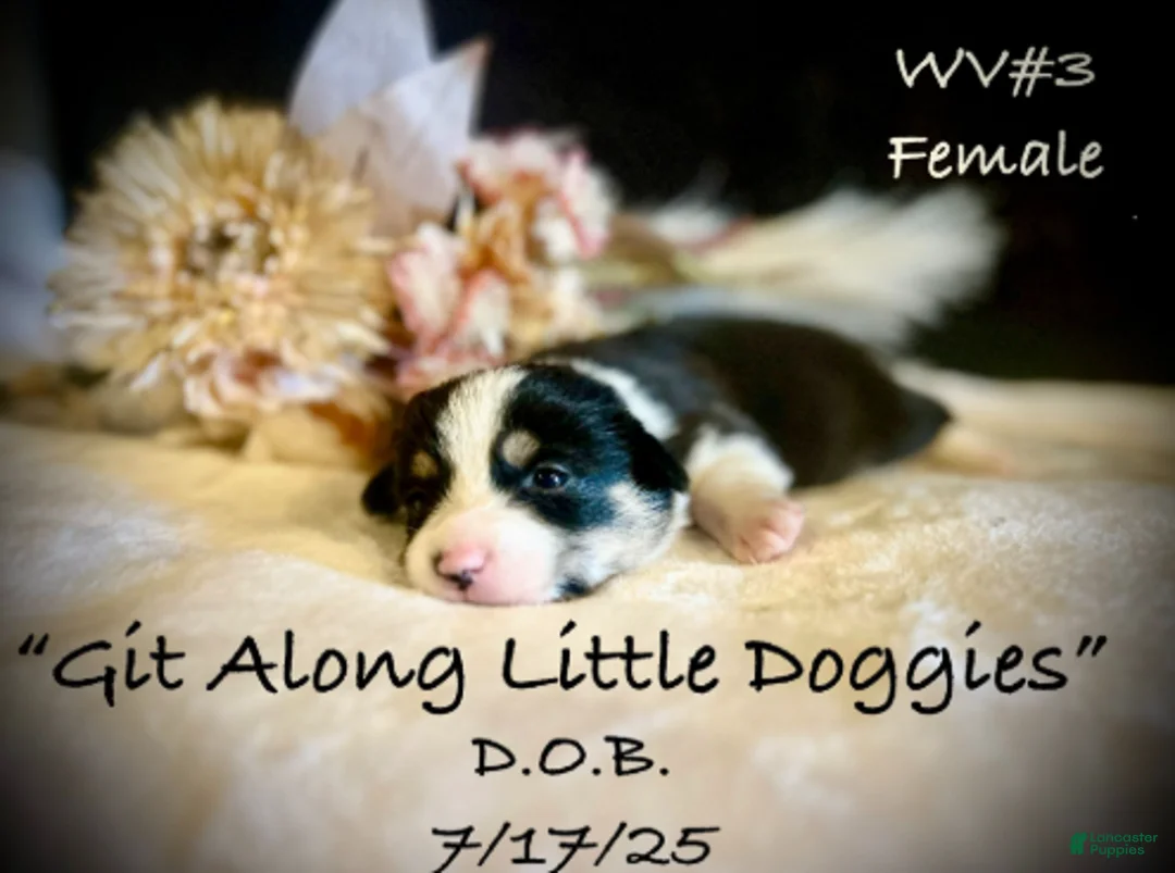 Welsh Corgi Pembroke dogs for sale: WV#3 - Ad 3