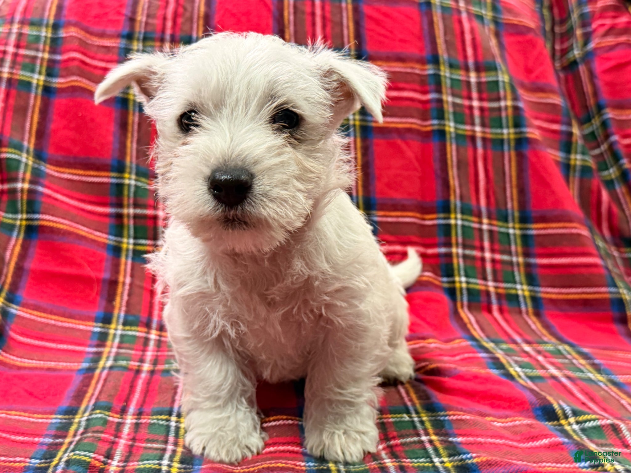 West Highland Terrier dogs for sale: Tucker - Ad 4
