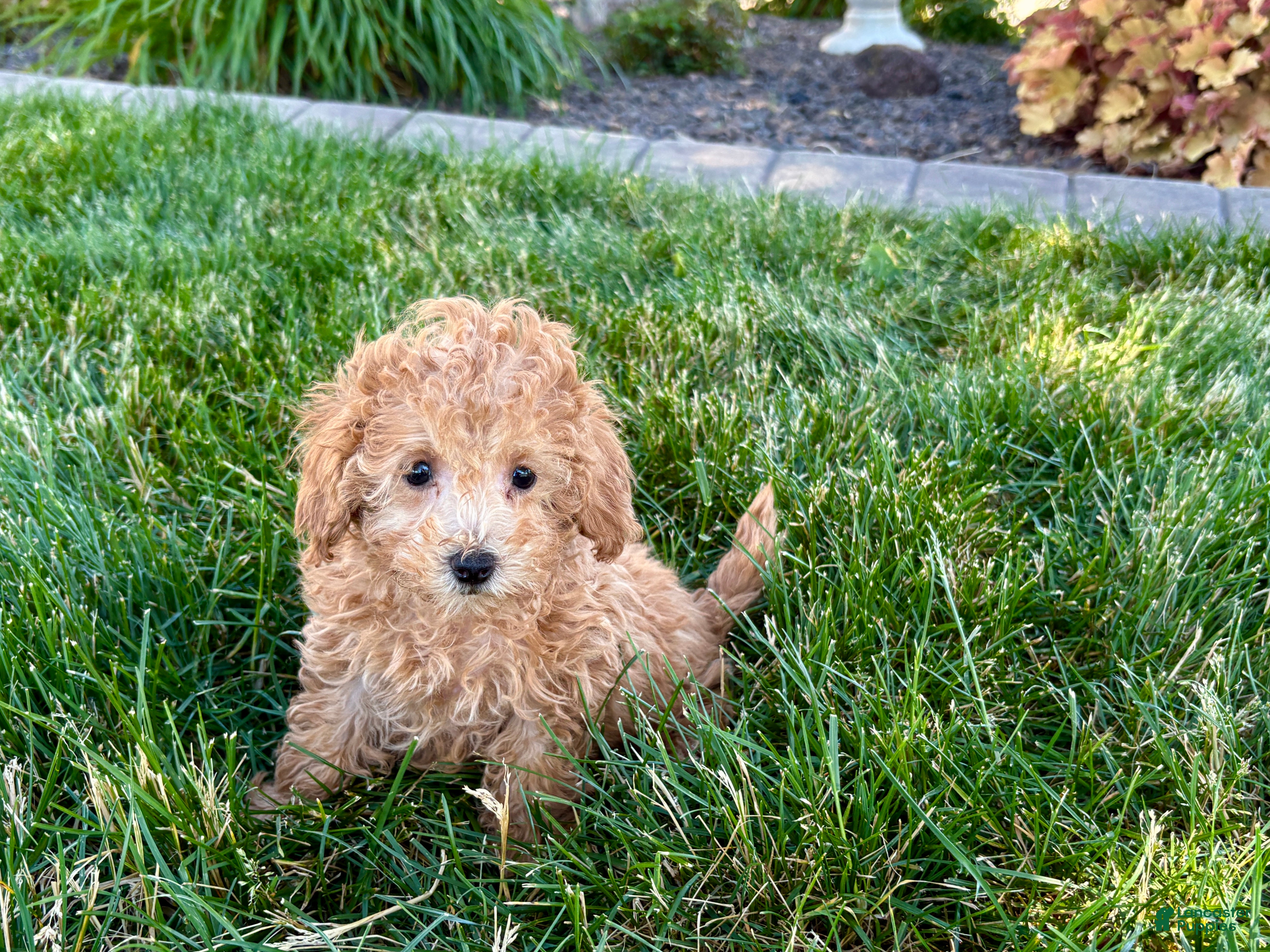 Maltipoo dogs for sale: Snickers  - Ad 4