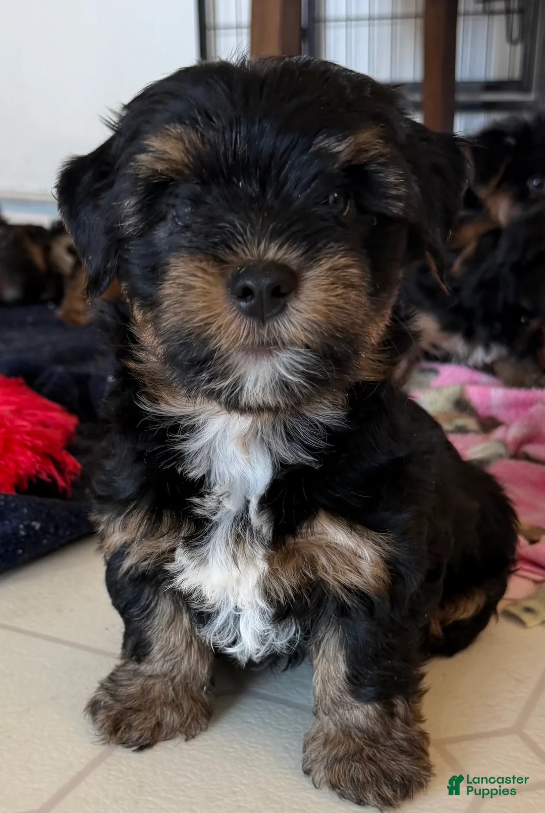 Mixed Breed dogs for sale: Mixed Breed Puppy 1 - Ad 2