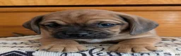 Puggle dogs for sale: Kidd - Ad 15