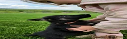 German Shepherd dogs for sale: Finn - Ad 3
