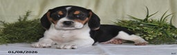 Beagle dogs for sale: Logan - Ad 2