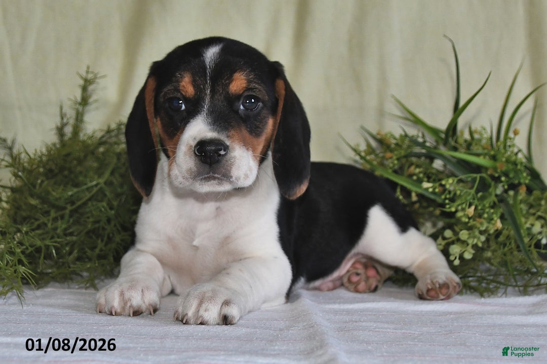 Beagle dogs for sale: Logan - Ad 2