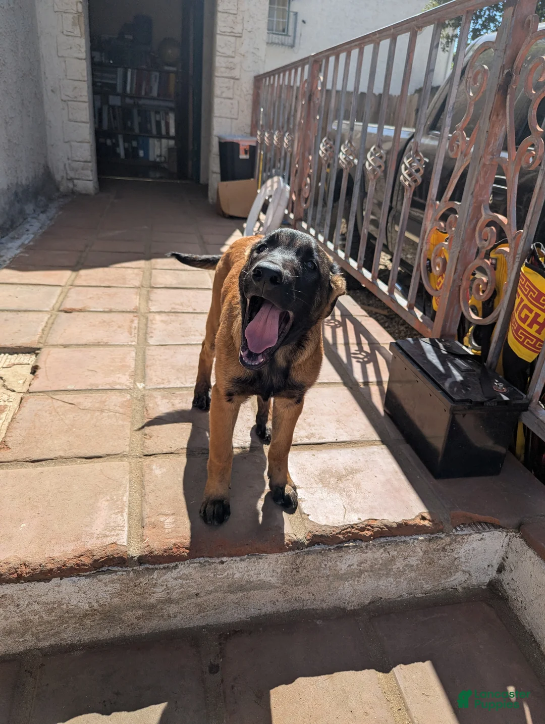 Belgian Malinois dogs for sale: Belgian Malinois Puppy 2 - Ad 2