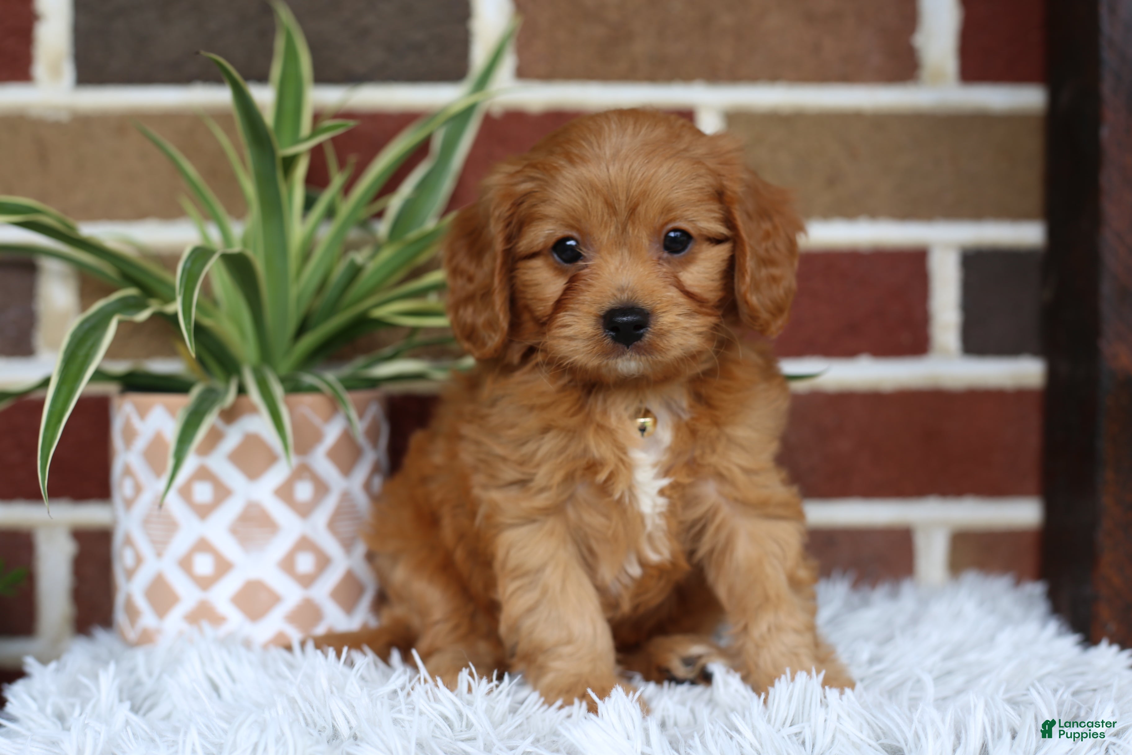 Cavapoo dogs Simba - Ad 1