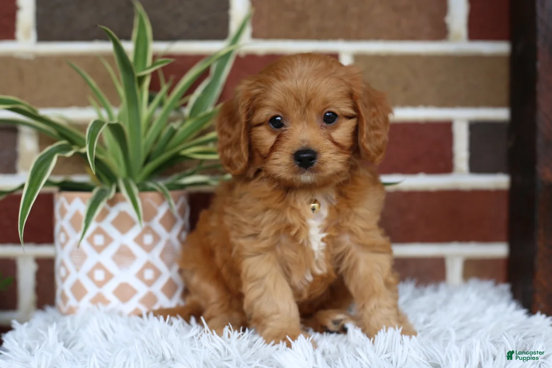 Cavapoo dogs for sale: Simba - Ad 1