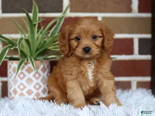 Cavapoo dogs for sale: Simba - Ad 2