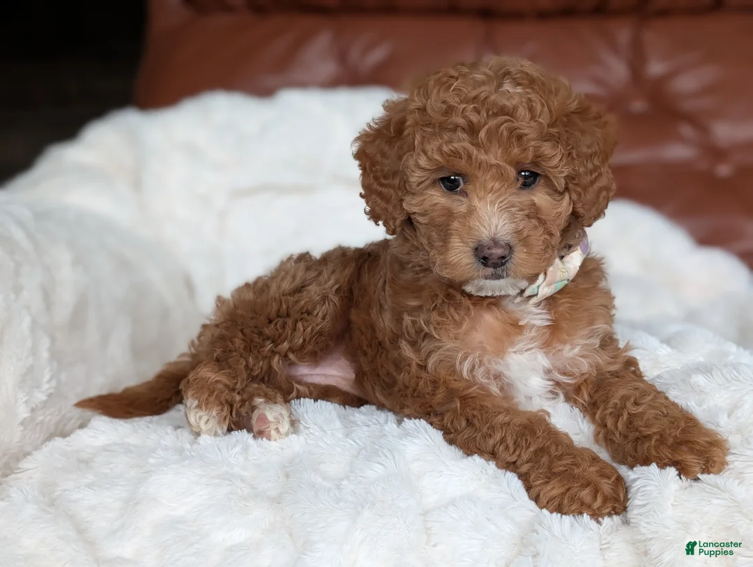Mini Goldendoodle dogs for sale: Princess - Ad 1