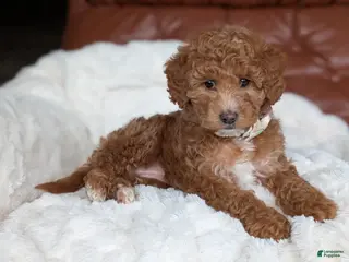 Mini Goldendoodle dogs for sale: Princess - Ad 2