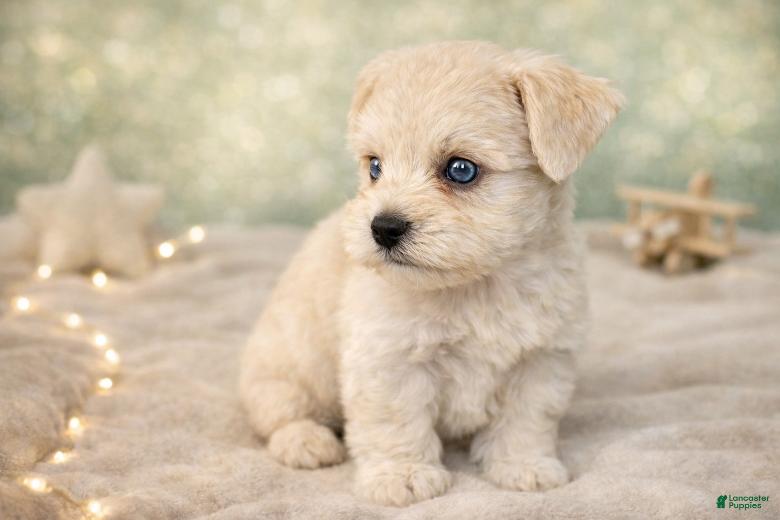 Miniature Schnauzer dogs Mr. Frost - Ad 1