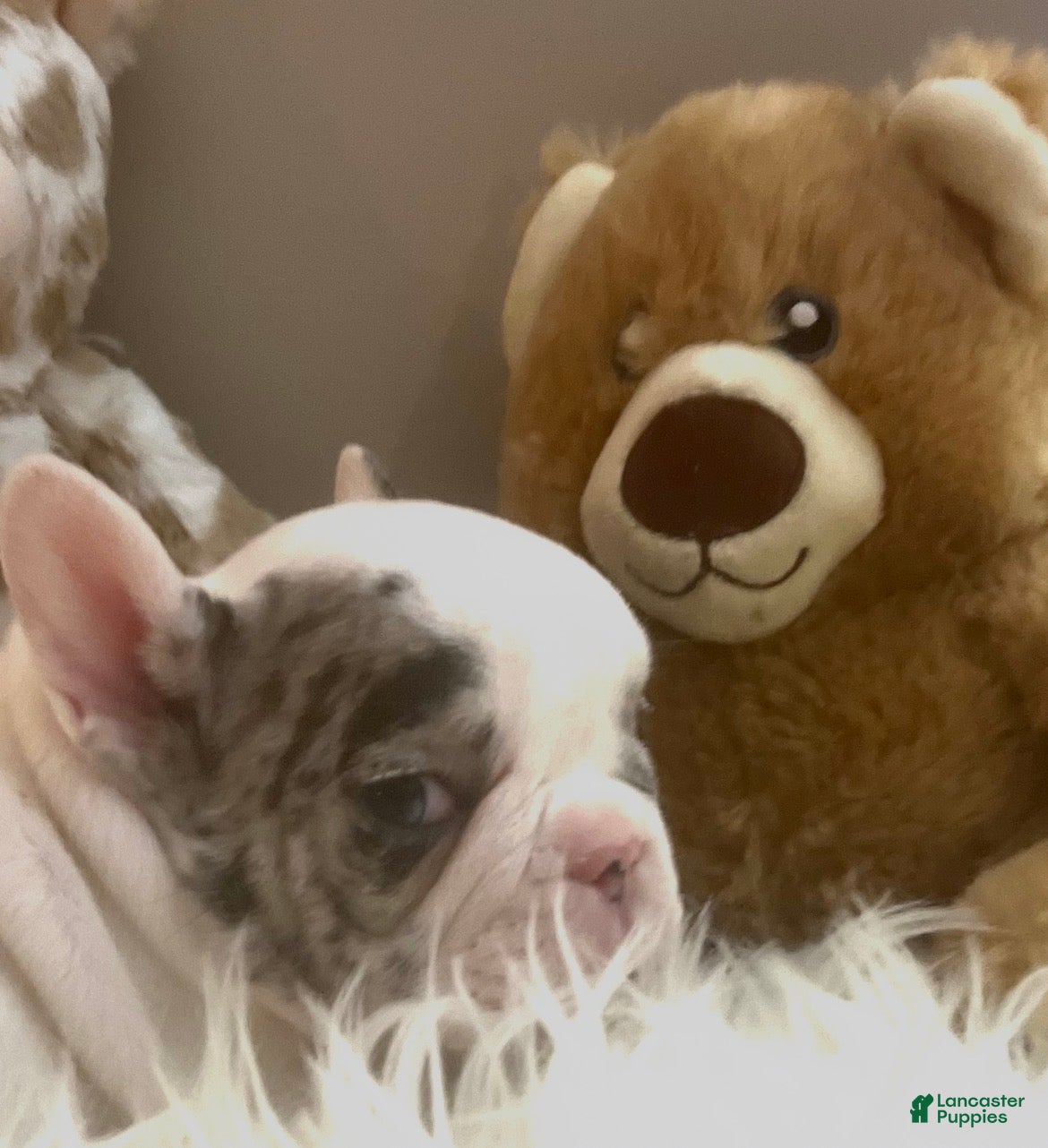 French Bulldog dogs Pablo - Ad 7