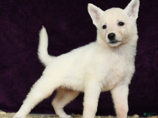 German Shepherd dogs - Ad 8