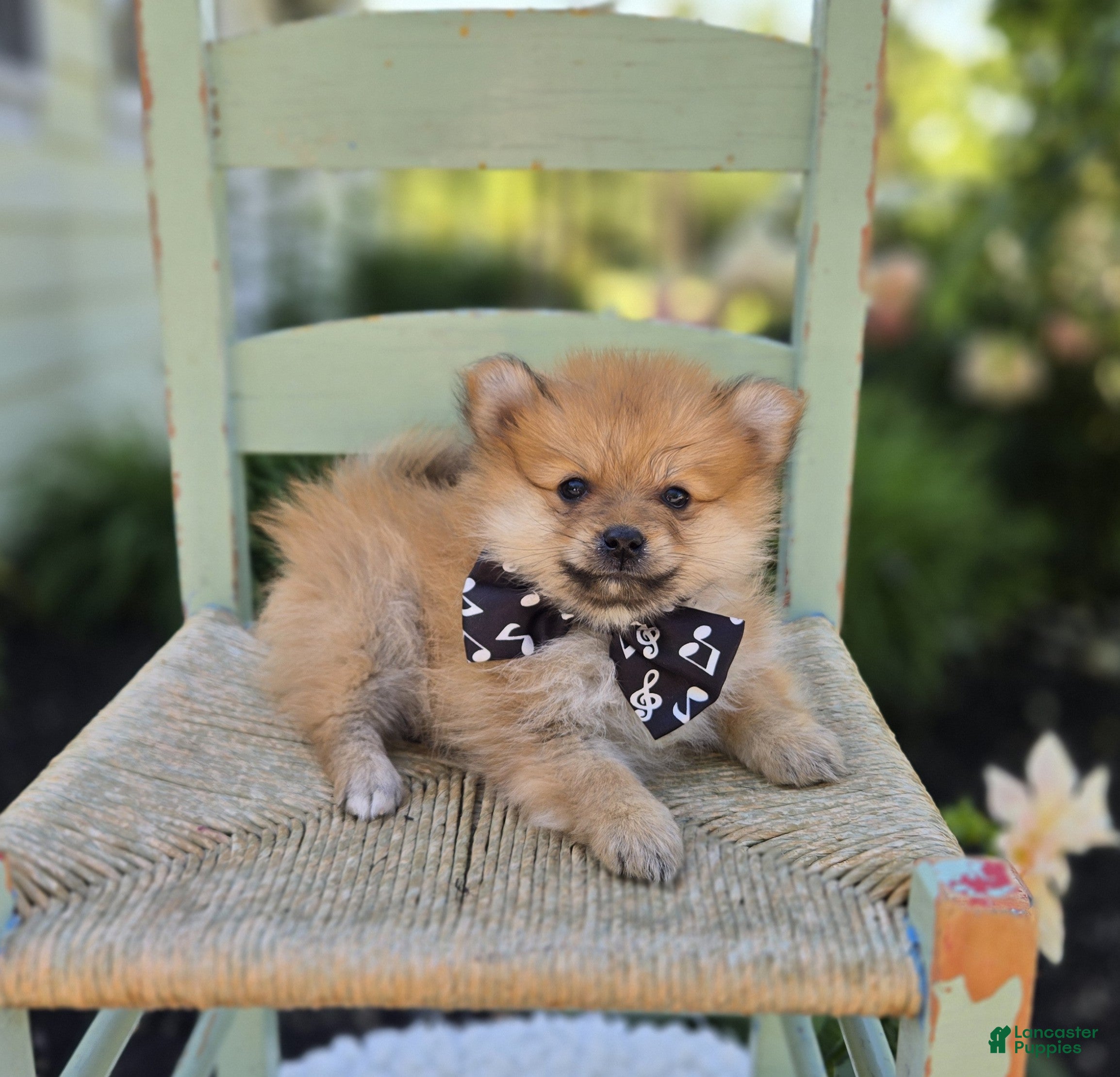 Pomeranian dogs Sparky - Ad 2