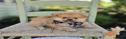 Pomeranian dogs for sale: Sparky - Ad 2
