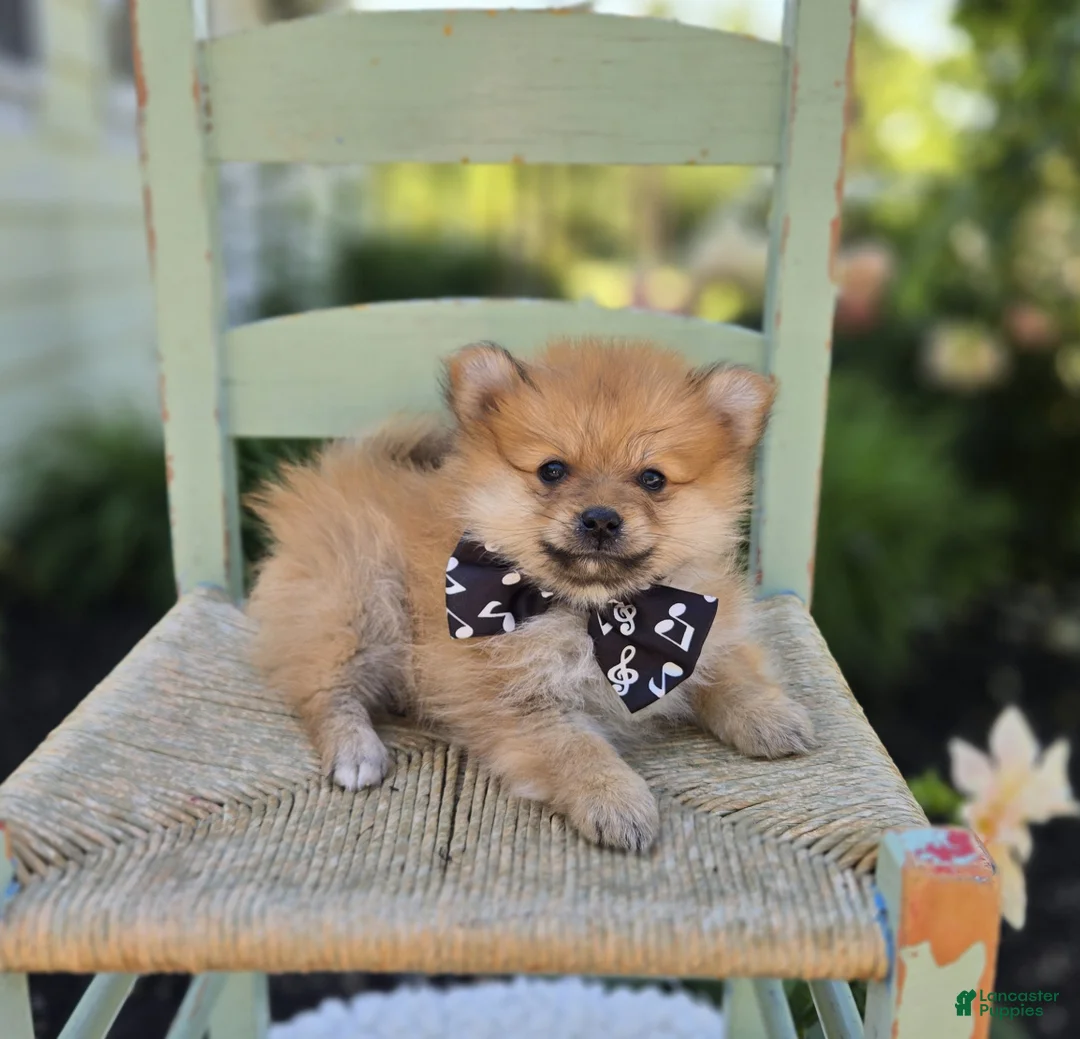 Pomeranian dogs for sale: Sparky - Ad 2