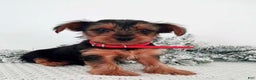 Yorkshire Terrier dogs for sale: Jerry - Ad 3