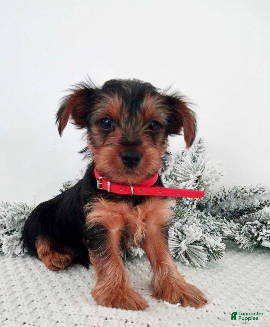 Yorkshire Terrier dogs for sale: Jerry - Ad 3