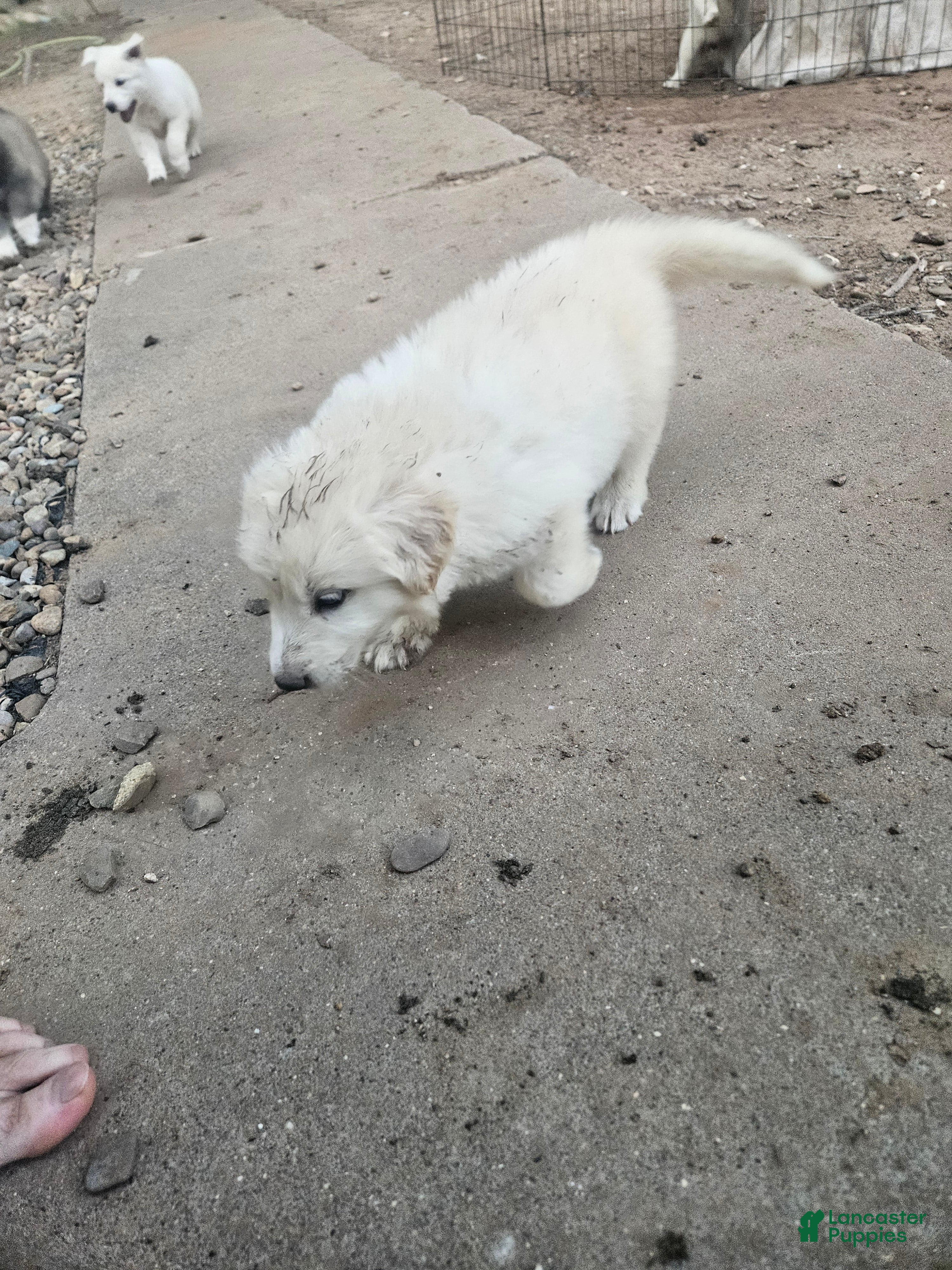 Mixed Breed dogs for sale: Mixed Breed 1 - Ad 4