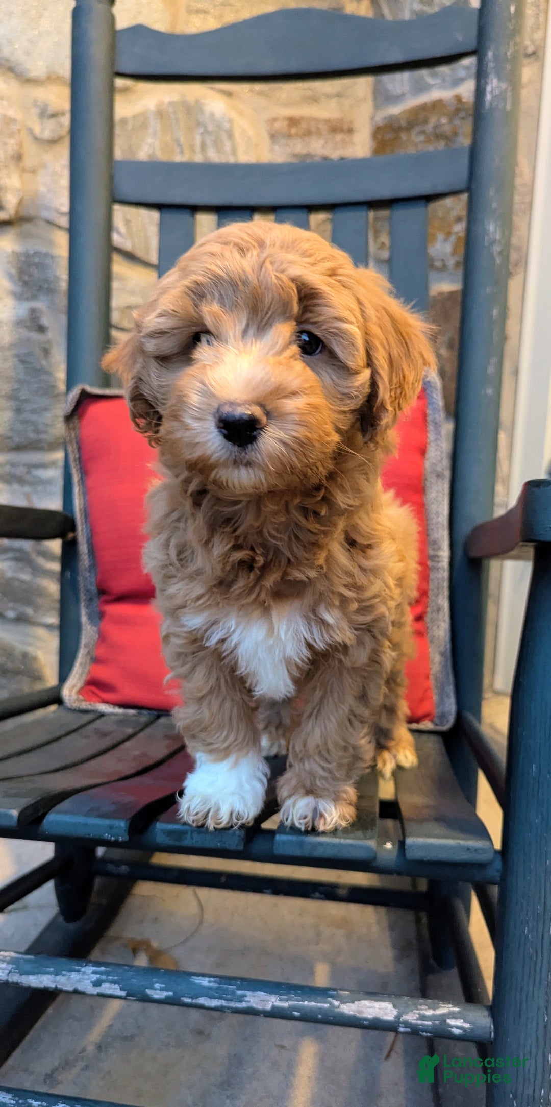 Mini Aussiedoodle dogs for sale: Hazel - Ad 6
