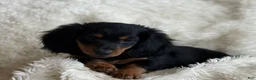 Miniature Dachshund dogs for sale: Troy - Ad 6