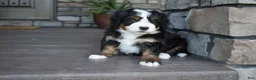 Mini Bernedoodle dogs for sale: Jodie - Ad 11