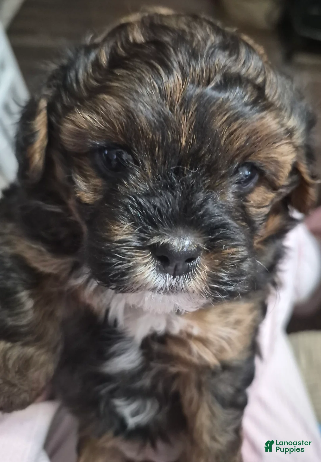 Mixed Breed dogs for sale: Mixed Breed 1 - Ad 2