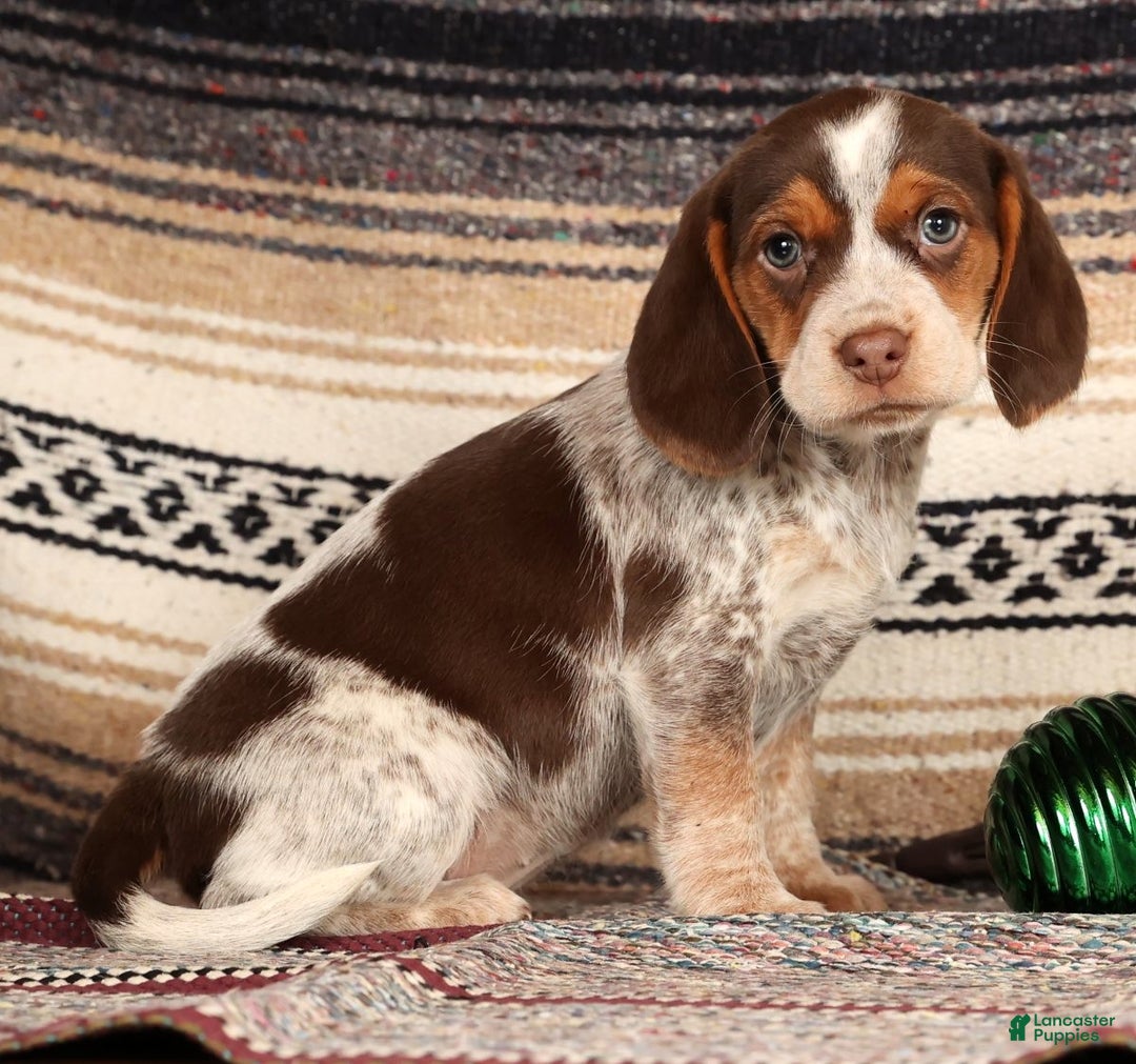 Beagle dogs for sale: Molly - Ad 1