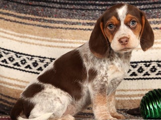 Beagle dogs Molly - Ad 8