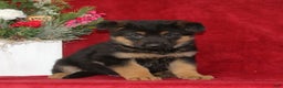 German Shepherd dogs for sale: Teddy  - Ad 1