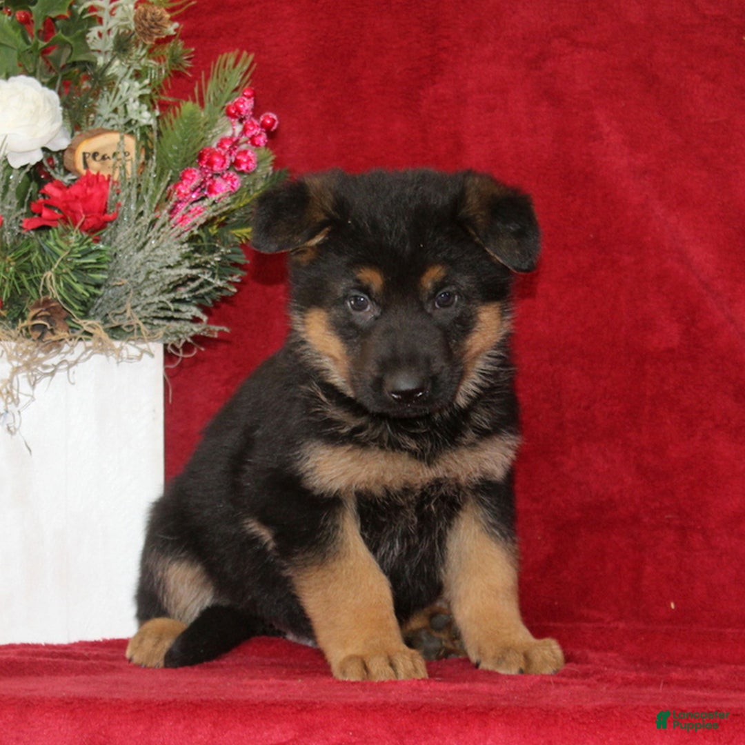 German Shepherd dogs for sale: Teddy  - Ad 1
