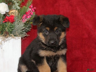 German Shepherd dogs Teddy - Ad 23