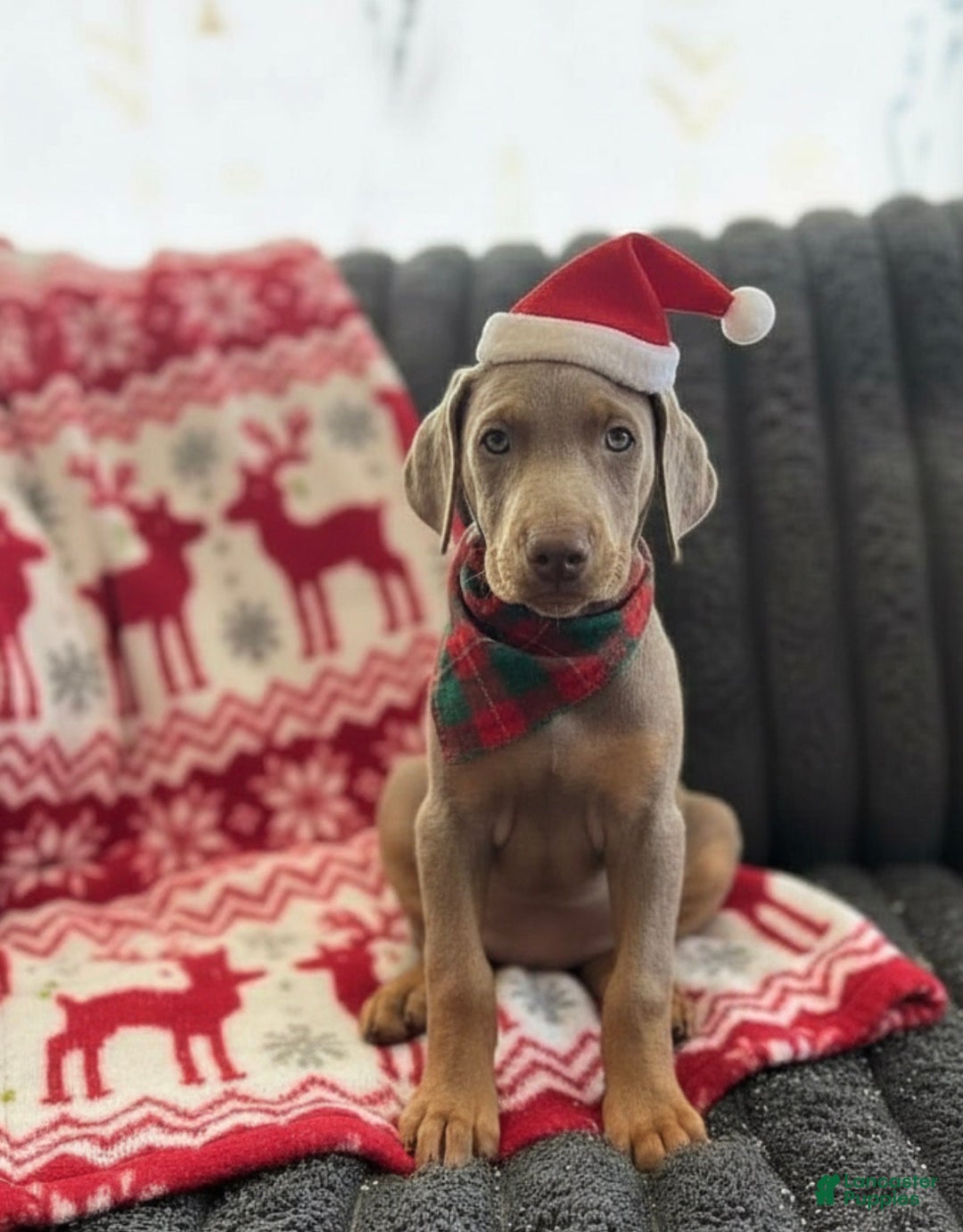 Doberman Pinscher dogs for sale: Isabella - Ad 3